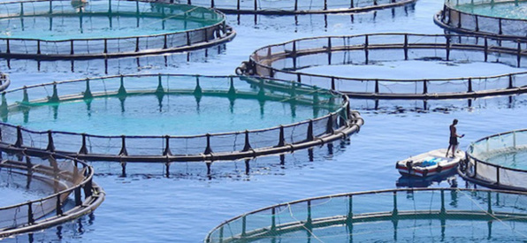 SOUSS-MASSA : 38 MDH POUR LA VALORISATION DES PRODUITS AQUACOLES