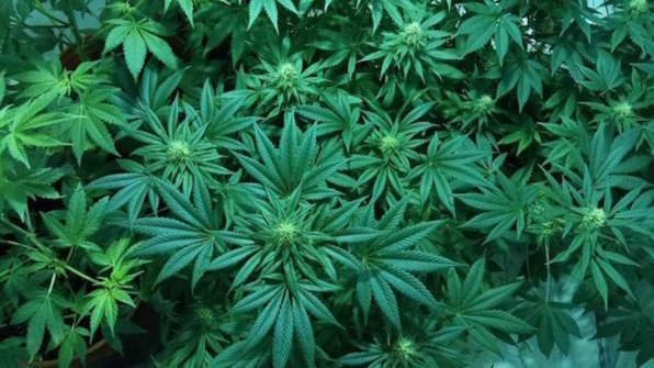 Réglementation du cannabis : l'arsenal juridique complété par l'entrée en vigueur de six nouvelles décisions