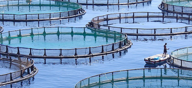 SOUSS-MASSA : 38 MDH POUR LA VALORISATION DES PRODUITS AQUACOLES