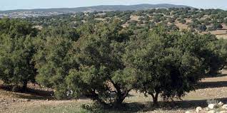 NATIONS UNIES : L’ARGANIER DU MAROC FAIT ROI DES FORÊTS NATIONS UNIES : L’ARGANIER DU MAROC FAIT ROI DES FORÊTS