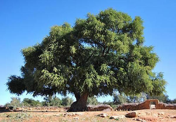 Agadir Journée Internationale de l’Arganier L’Arganier, Symbole de Résilience 10 Mai 2022