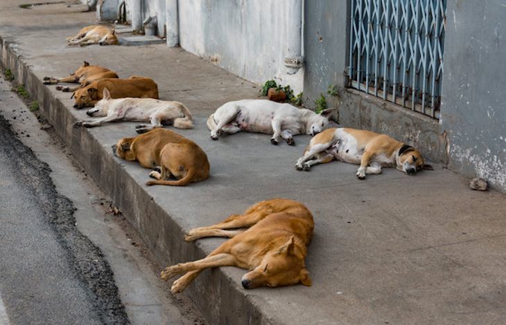 Chiens errants : démarrage d’une opération de stérilisation dans six grandes villes