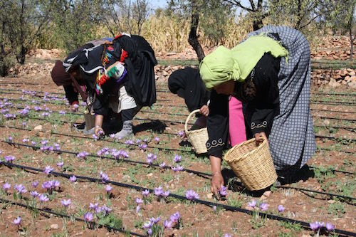 cueilette du Safran à Taliwine Maroc