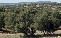 NATIONS UNIES : L’ARGANIER DU MAROC FAIT ROI DES FORÊTS