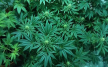Réglementation du cannabis : l'arsenal juridique complété par l'entrée en vigueur de six nouvelles décisions