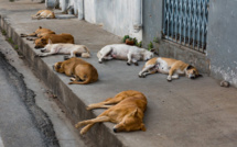 Chiens errants : démarrage d’une opération de stérilisation dans six grandes villes