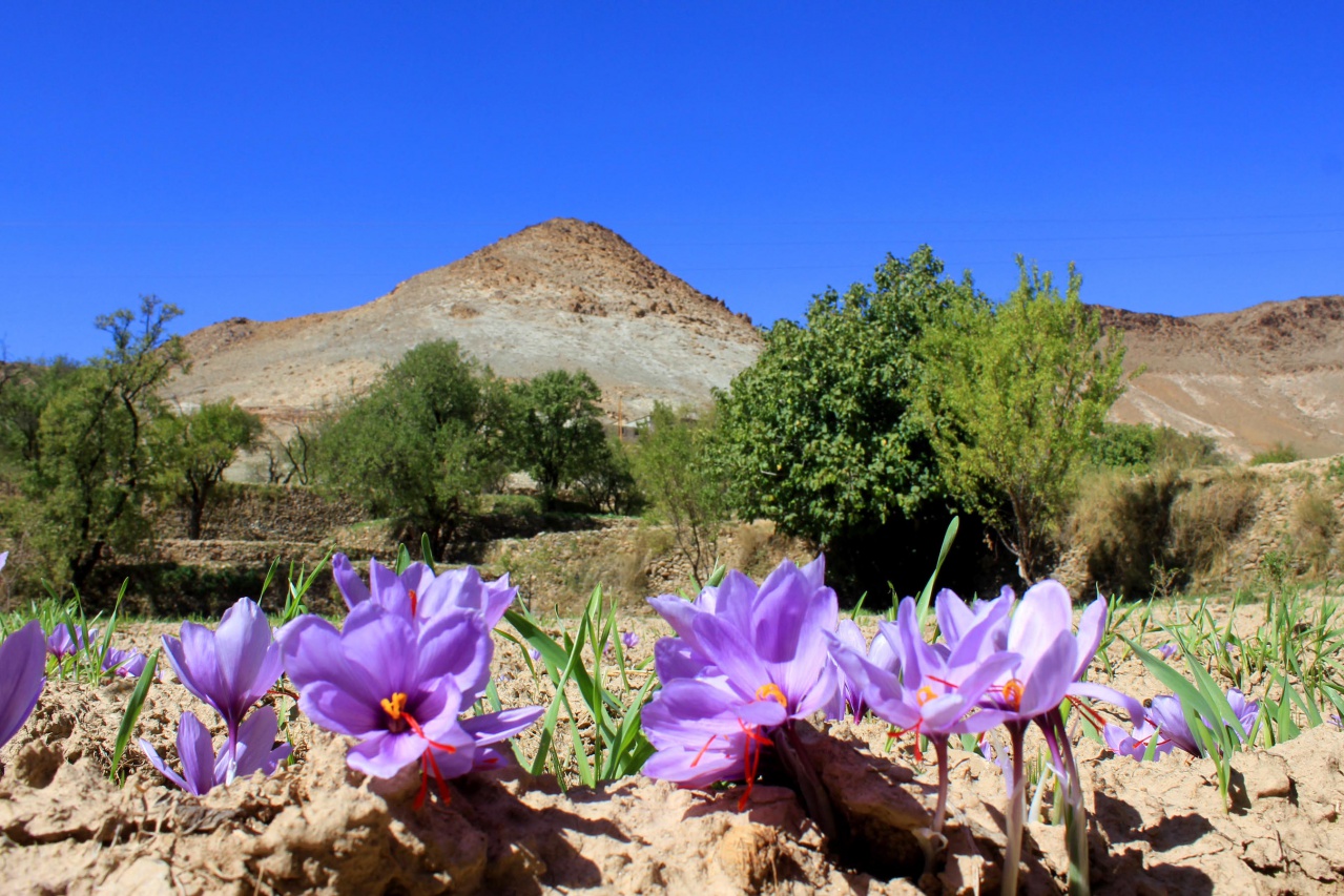 Safran Taliouin (2) Safran Taliouin (2)